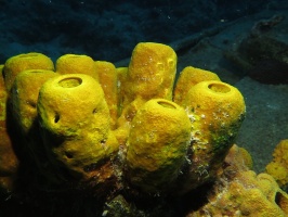 085 Branching Tube Sponge IMG 5453